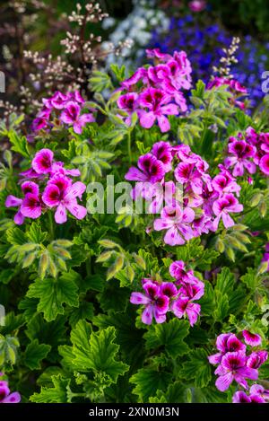 Duftendes Laub-Pelargonium „Orange Fizz“ blüht im Sommergarten. Stockfoto