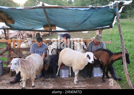 Schafstation am Stadtrand von Breb, wo Schafe gemolken und Käse auf traditionelle Weise hergestellt wird, im hübschen Maramures, Nordrumänien. Stockfoto