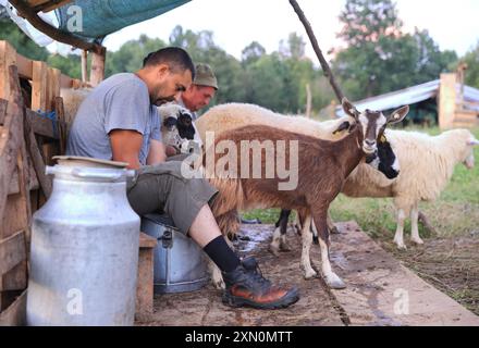 Schafstation am Stadtrand von Breb, wo Schafe gemolken und Käse auf traditionelle Weise hergestellt wird, im hübschen Maramures, Nordrumänien. Stockfoto