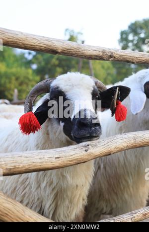 Schafstation am Stadtrand von Breb, wo Schafe gemolken und Käse auf traditionelle Weise hergestellt wird, im hübschen Maramures, Nordrumänien. Stockfoto