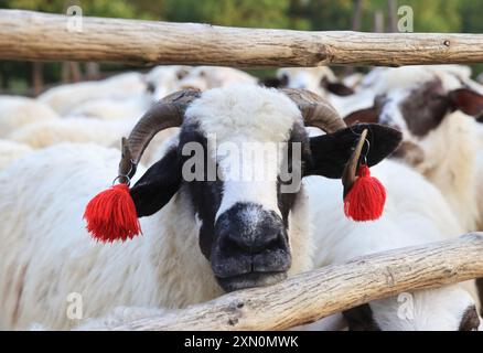 Schafstation am Stadtrand von Breb, wo Schafe gemolken und Käse auf traditionelle Weise hergestellt wird, im hübschen Maramures, Nordrumänien. Stockfoto