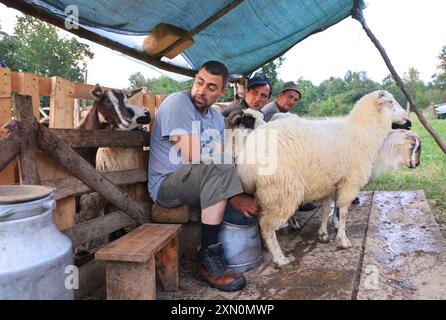 Schafstation am Stadtrand von Breb, wo Schafe gemolken und Käse auf traditionelle Weise hergestellt wird, im hübschen Maramures, Nordrumänien. Stockfoto