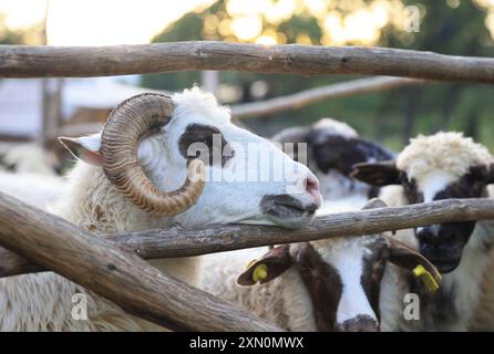 Schafstation am Stadtrand von Breb, wo Schafe gemolken und Käse auf traditionelle Weise hergestellt wird, im hübschen Maramures, Nordrumänien. Stockfoto