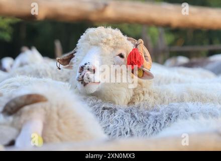 Schafstation am Stadtrand von Breb, wo Schafe gemolken und Käse auf traditionelle Weise hergestellt wird, im hübschen Maramures, Nordrumänien. Stockfoto