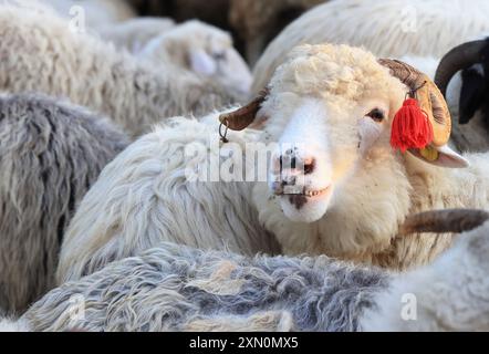 Schafstation am Stadtrand von Breb, wo Schafe gemolken und Käse auf traditionelle Weise hergestellt wird, im hübschen Maramures, Nordrumänien. Stockfoto