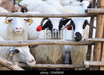 Schafstation am Stadtrand von Breb, wo Schafe gemolken und Käse auf traditionelle Weise hergestellt wird, im hübschen Maramures, Nordrumänien. Stockfoto