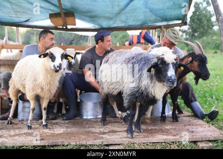 Schafstation am Stadtrand von Breb, wo Schafe gemolken und Käse auf traditionelle Weise hergestellt wird, im hübschen Maramures, Nordrumänien. Stockfoto