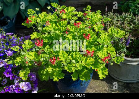 Duftende Laubgeranie mit winzigen roten Blüten. Eine Sorte namens Pelargonium „Concolor Lace“ Stockfoto