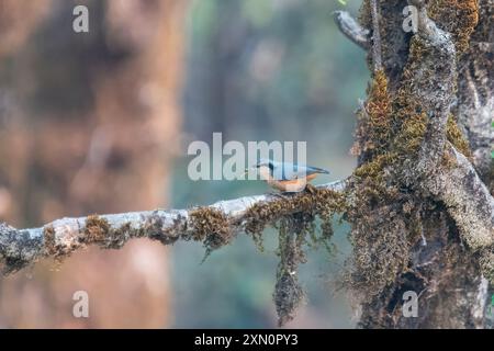 Weißschwanznuthatch oder Sitta himalayensis in Munsyari in Uttarakhand, Indien Stockfoto