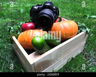 Ernte: Schwarze Kamera, die auf einem Haufen Gemüse liegt: Kürbisse, Gurken, Tomaten, Koriander, Paprika und Kohl, in einer Holzkiste auf grünem Gras Stockfoto