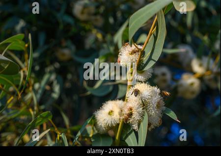 Biene auf einem blühenden Kaugummi Stockfoto