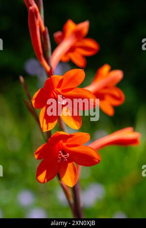 Satte orangefarbene Watsonia-Blüten. Sie stammt aus Südafrika. Stockfoto