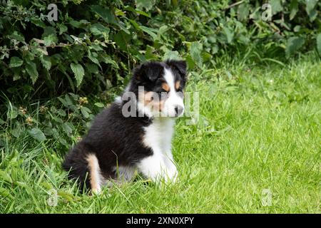 Junger männlicher Border Collie Welpe, der sein erstes Abenteuer im Freien in einem Garten genießt Stockfoto