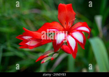 Gladiolus Cardinalis (Wasserfall Gladiolus) ist ein gebürtiger Südafrikaner mit roten und weißen Blüten. Stockfoto