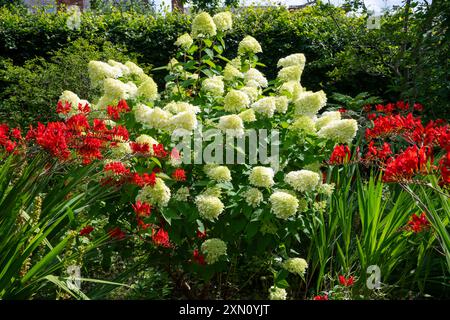 Hortensie paniculata und Crocosmia „Lucifer“ im Botanischen Garten von Sheffield im Sommer. South Yorkshire, England. Stockfoto