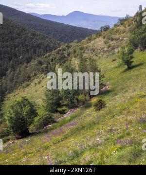 Wunderschöne Berglandschaft in Cerdanya, Katalonien, mit üppigem Grün und lebendigen Wildblumen unter einem bewölkten Himmel. Stockfoto