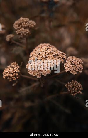 Herbstliche trockene beige Blumen Pflanzen wachsen in der Natur, rustikaler Hintergrund für saisonale Poster oder Kalender Design Stockfoto