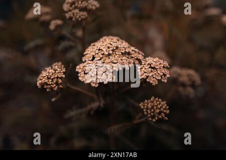 Herbstliche trockene beige Blumen Pflanzen wachsen in der Natur, rustikaler Hintergrund für saisonale Poster oder Kalender Design Stockfoto
