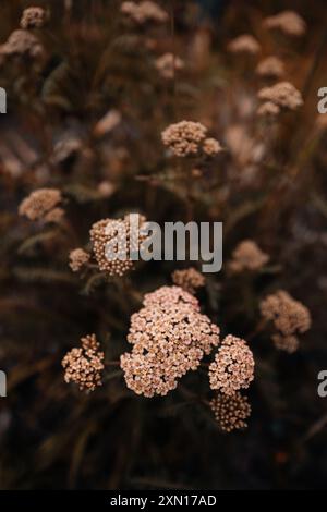Herbstliche trockene beige Blumen Pflanzen wachsen in der Natur, rustikaler Hintergrund für saisonale Poster oder Kalender Design Stockfoto