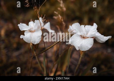 Herbstliche weiße Blumen wachsen in der Natur, rustikaler beiger Hintergrund für saisonale Poster, Postkarten oder Kalender Stockfoto