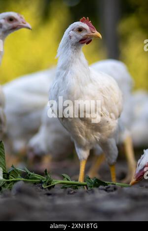 Weiße Hühner in einem Zaun verschwommener Hintergrund. Stockfoto