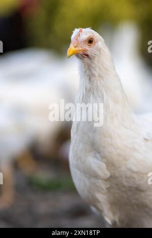 Weiße Hühner in einem Zaun verschwommener Hintergrund. Stockfoto