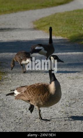 Kanadänse (Branta canadenis) in einem öffentlichen Park in Flat Rock, North Carolina. Stockfoto