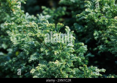 Hellweißlich-grüne blaue Nadeln von Juniperus squamata. Himalaya-wacholder für Gartendekorationen. Interessantes Naturkonzept für die Hintergrundgestaltung Stockfoto