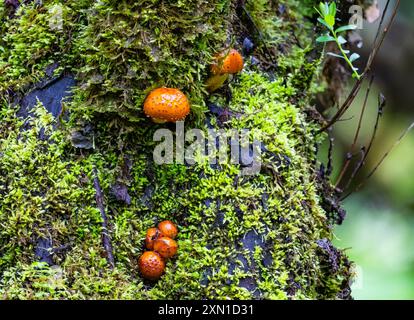 Helle Pilze wachsen auf moosbedeckten Baumstämmen. Sichuan, China. Stockfoto