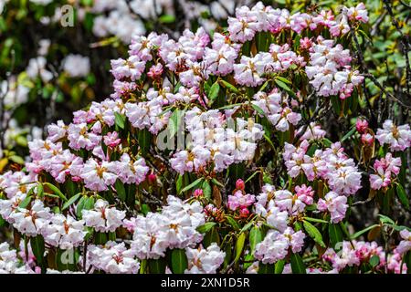 Rosa Rhododendronblüten in voller Blüte. Sichuan, China. Stockfoto