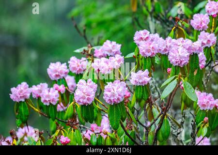 Rosa Rhododendronblüten in voller Blüte. Sichuan, China. Stockfoto