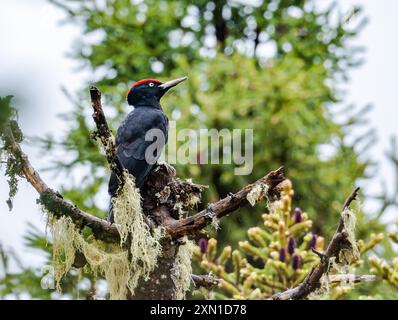 Ein männlicher Schwarzspecht (Dryocopus martius), der auf einem Baum thront. Sichuan, China. Stockfoto
