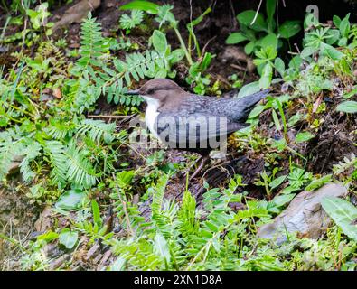 Ein Weisskehlenläufer (Cinclus cinclus), der in grünen Vegetationen auf der Suche ist. Sichuan, China. Stockfoto