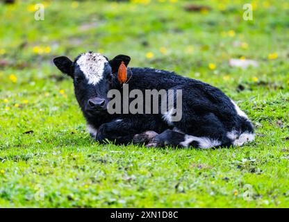 Eine schwarz-weiße Kuh, die auf grünem Gras sitzt. Sichuan, China. Stockfoto