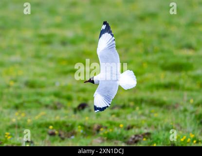 Eine Braunkopfmöwe (Chroicocephalus brunnicephalus), die über Grasland fliegt. Sichuan, China. Stockfoto