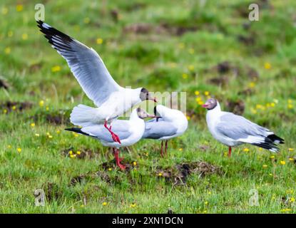 Eine Braunkopfmöwe (Chroicocephalus brunnicephalus), die über Grasland fliegt. Sichuan, China. Stockfoto