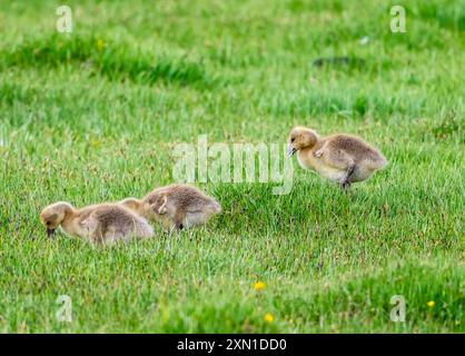 Wilde Greylaggänse (Anser anser), die sich auf Grasland des Flower Lake Reserve ernähren. Sichuan, China. Stockfoto