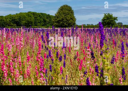 Farbenfrohe Delphinium-Blüten (Konfetti) auf einer englischen Wiese im Sommer Stockfoto