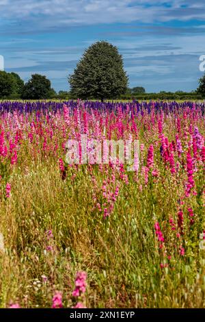 Farbenfrohe Delphinium-Blüten (Konfetti) auf einer englischen Wiese im Sommer Stockfoto