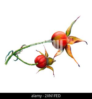 Hagebutten essbare und Heilpflanze. Hand gezeichnete Aquarellillustration der roten Früchte des Hundes auf weißem Hintergrund. Botanische Briar Clipart für Tee Stockfoto