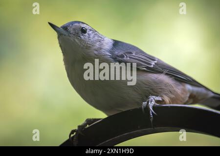 Eine Nahaufnahme eines Weißbusigen Nuthatch. Stockfoto