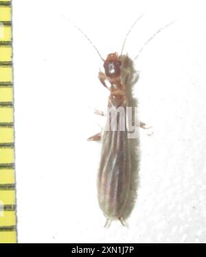 Webspinner (Embioptera) Insecta Stockfoto