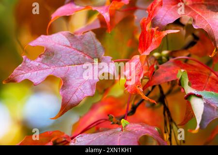 Ahornblätter auf einem Baum im September in Wisconsin. Stockfoto
