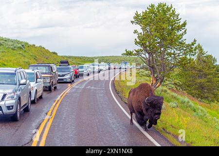 Bison (Bison Bison) on the Road, Yellowstone National Park, Wyoming, USA. Stockfoto