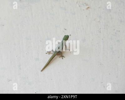 Kamerun Zwergggecko (Lygodactylus conraui) Reptilia Stockfoto