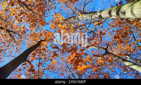 Tops Baum gelb braune Blätter, die im Wind auf Hintergrund wolkenlos klares blaues Himmel an sonnigen Herbsttagen schweben. Ansicht von unten. Wald Natur Herbst saisonale Kulisse. Schöner natürlicher Hintergrund Stockfoto