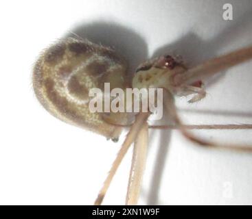 Riesenväter mit langen Beinen (Artema atlanta) Arachnida Stockfoto