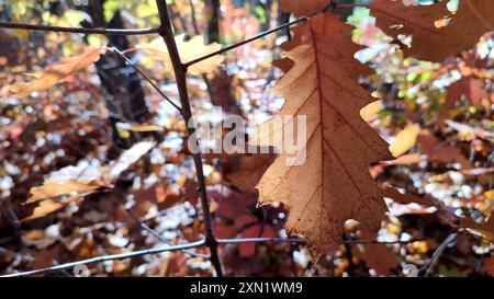 Braunes trockenes Eichenblatt auf einem Baumzweig, beleuchtet von Sonnenlicht, das am sonnigen Herbsttag im Wind schwingt. Wald Natur Herbst saisonale Kulisse. Schöner natürlicher Hintergrund. Natur Umwelt Stockfoto