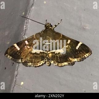 Gefleckte Rüben Webworm Moth (Hymenia perspectalis) Insecta Stockfoto