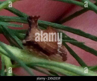 Kielbarer Baumopper (Entylia carinata) Insecta Stockfoto